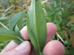 Attēlu rezultāti vaicājumam “Symphyotrichum x salignum leaf”