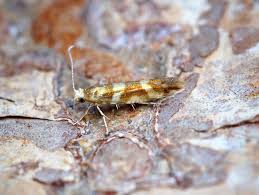 Attēlu rezultāti vaicājumam “Argyresthia goedartella”