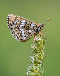 Attēlu rezultāti vaicājumam “Melitaea cinxia underside”