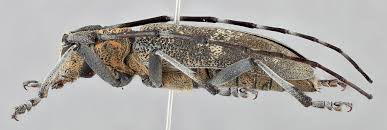 Attēlu rezultāti vaicājumam “Monochamus galloprovincialis”