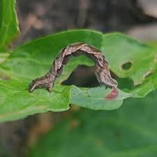 Attēlu rezultāti vaicājumam “Timandra comae”