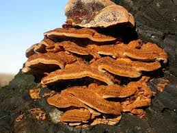 Attēlu rezultāti vaicājumam “Inonotus rheades”