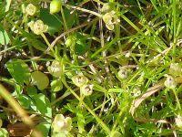 Attēlu rezultāti vaicājumam “Sagina procumbens flower”