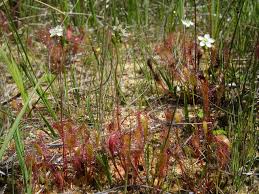 Attēlu rezultāti vaicājumam “Drosera anglica”