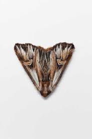 Attēlu rezultāti vaicājumam “Actinotia polyodon”