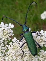 Attēlu rezultāti vaicājumam “Aromia moschata”