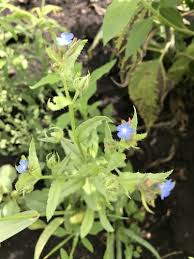 Attēlu rezultāti vaicājumam “Anchusa arvensis”