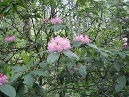 Attēlu rezultāti vaicājumam “rhododendron”