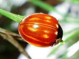 Attēlu rezultāti vaicājumam “Myzia oblongoguttata”