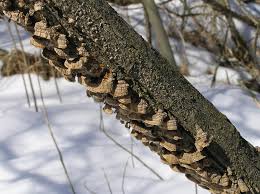 Attēlu rezultāti vaicājumam “Hymenochaete tabacina”