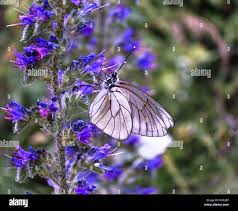 Attēlu rezultāti vaicājumam “Aporia crataegi female”