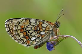 Attēlu rezultāti vaicājumam “Mellicta athalia upperside”