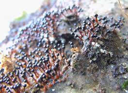 Attēlu rezultāti vaicājumam “Metatrichia floriformis macro”