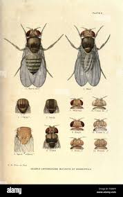 Attēlu rezultāti vaicājumam “Drosophila melanogaster”
