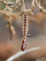 Attēlu rezultāti vaicājumam “Raphidioptera larva”