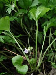 Attēlu rezultāti vaicājumam “Viola mirabilis leaf”