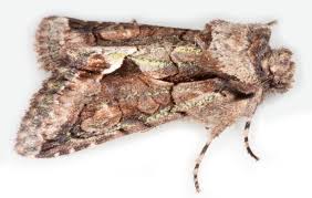 Attēlu rezultāti vaicājumam “Allophyes oxyacanthae”