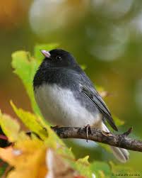 Image result for Junco hyemalis
