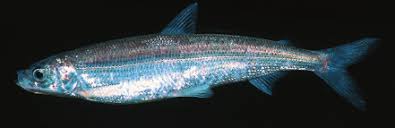 Image result for Coregonus albula