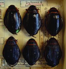 Attēlu rezultāti vaicājumam “Dytiscus sp.”