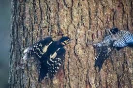 Attēlu rezultāti vaicājumam “Epirhoe tristata”