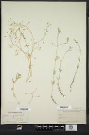 Attēlu rezultāti vaicājumam “Stellaria crassifolia leaf”