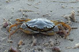 Image result for Carcinus maenas