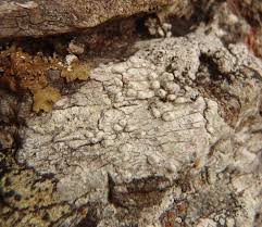 Attēlu rezultāti vaicājumam “Pertusaria leioplaca”