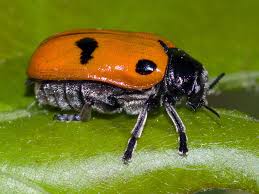 Attēlu rezultāti vaicājumam “Clytra quadripunctata”