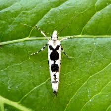 Attēlu rezultāti vaicājumam “Ypsolopha asperella”