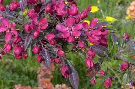 Attēlu rezultāti vaicājumam “Malus purpurea flower”