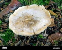 Attēlu rezultāti vaicājumam “Lepista sp.”