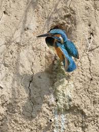 Attēlu rezultāti vaicājumam “Alcedo atthis nest”