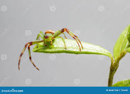 Attēlu rezultāti vaicājumam “Diaea dorsata”