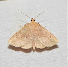 Attēlu rezultāti vaicājumam “Zanclognatha tarsipennalis”