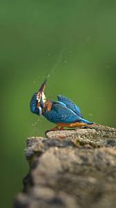 Attēlu rezultāti vaicājumam “Alcedo atthis nest”