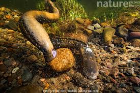 Image result for Petromyzon marinus