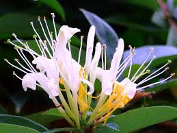 Attēlu rezultāti vaicājumam “Caprifoliaceae”