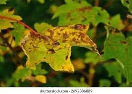 Attēlu rezultāti vaicājumam “Rhytisma acerinum”