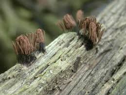 Attēlu rezultāti vaicājumam “Stemonitis sp.”