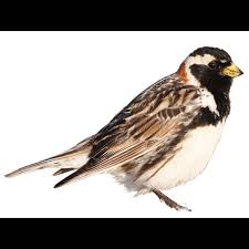 Image result for Calcarius lapponicus