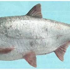 Image result for Hypophthalmichthys molitrix