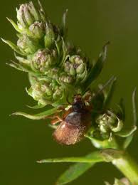 Attēlu rezultāti vaicājumam “Isomira murina”