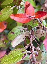 Attēlu rezultāti vaicājumam “Cotoneaster divaricatus fruit”