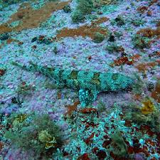 Image result for Haploblepharus edwardsii