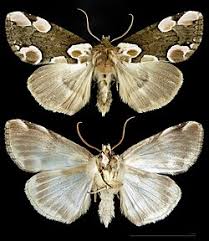 Attēlu rezultāti vaicājumam “Thyatira batis imago”