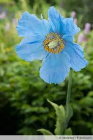 Image result for Scheinmohn