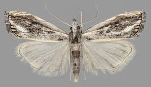 Attēlu rezultāti vaicājumam “Catoptria fulgidella”