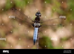 Attēlu rezultāti vaicājumam “Libellula fulva male”