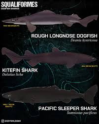 Image result for Somniosus pacificus